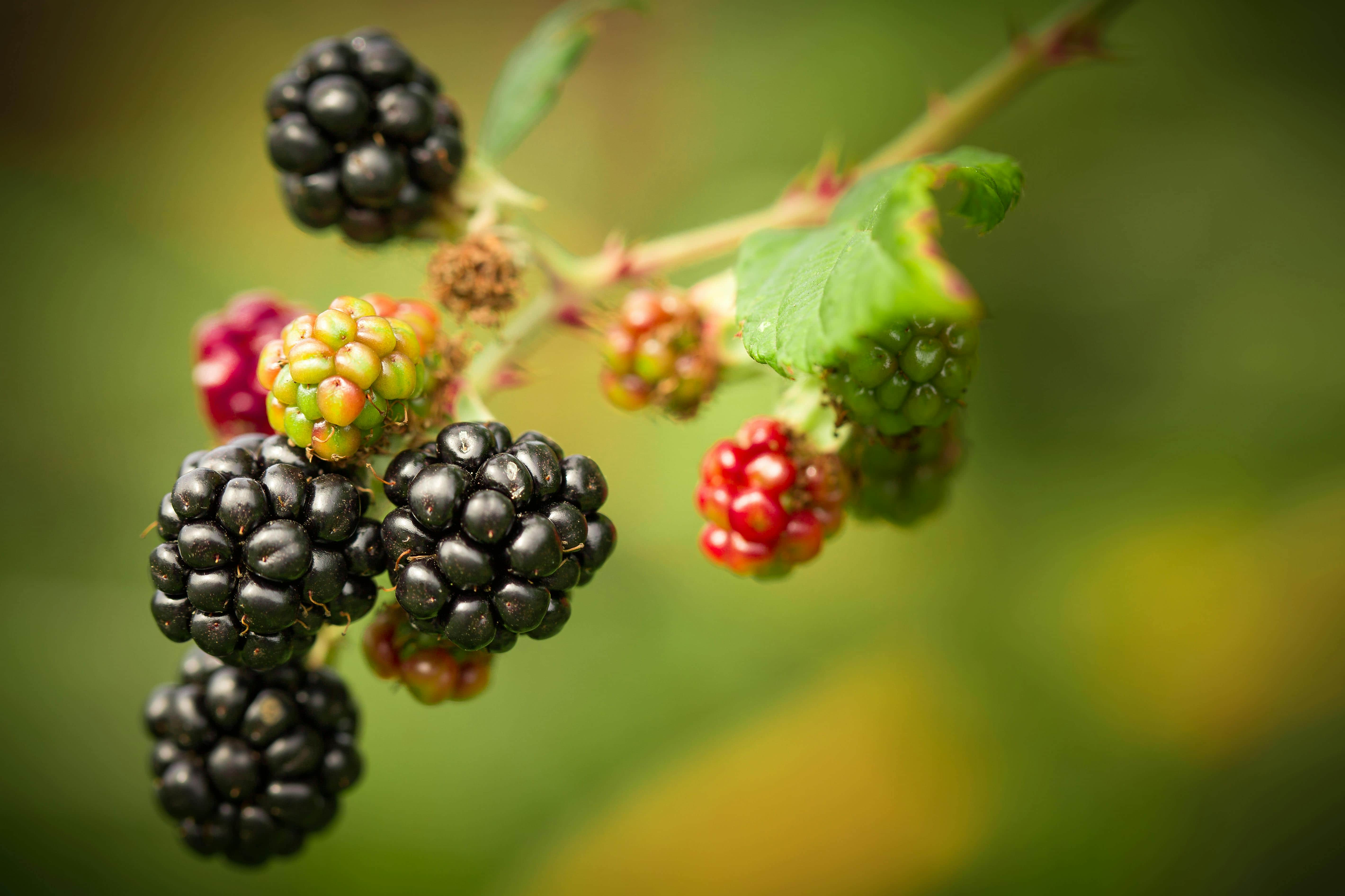 berries