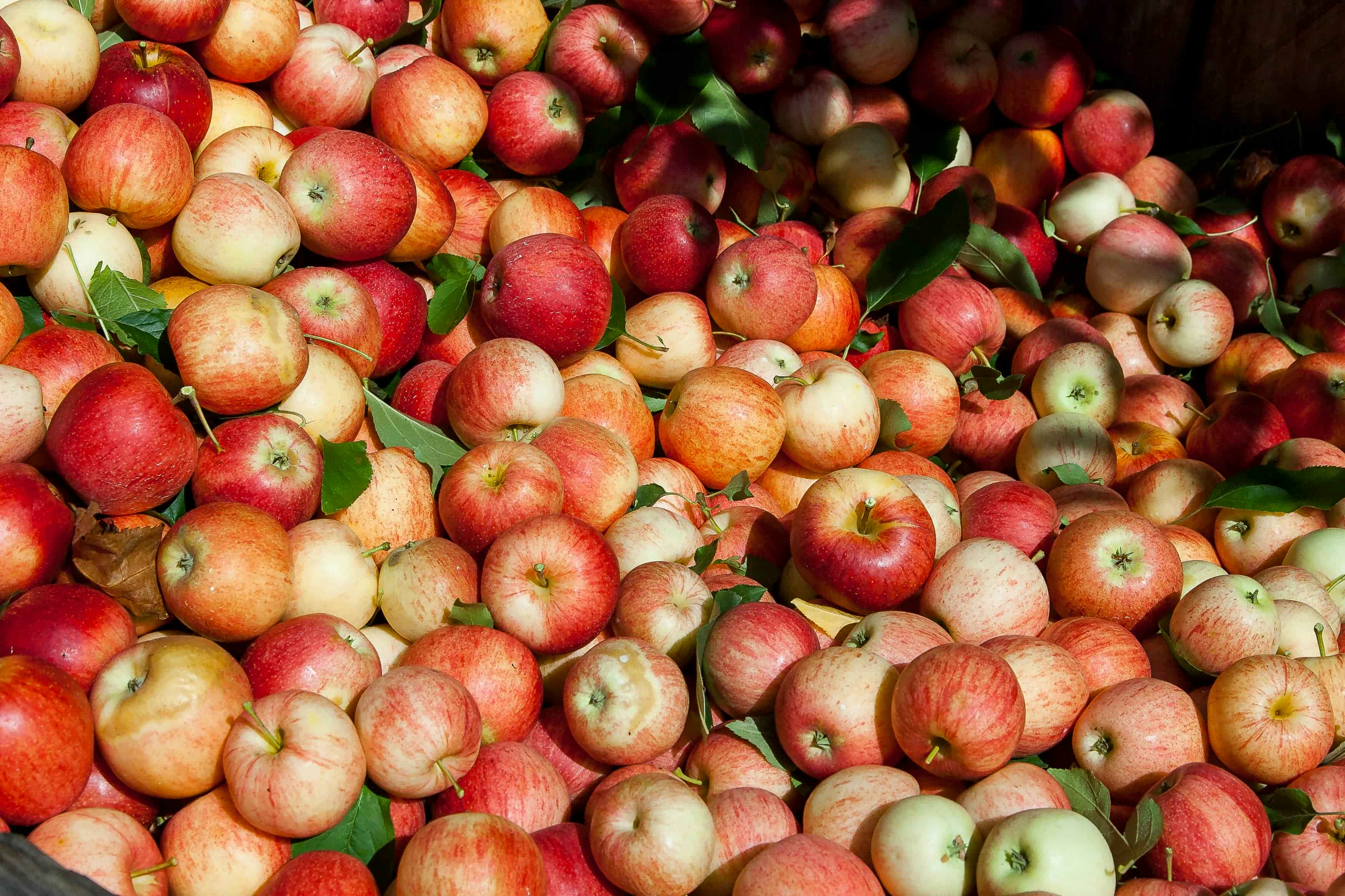 Apples from our tree